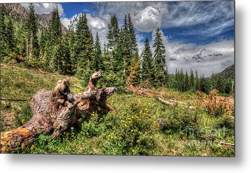 Maroon Bells Metal Print featuring the photograph Horse Face Root by Franz Zarda