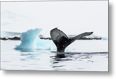 Animal Themes Metal Print featuring the photograph Humpback Whale Fluke, Antarctic by Andrew Peacock