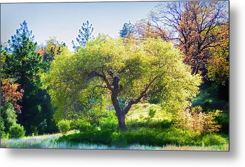 Metal Print featuring the photograph I See Soul and Expression - Julian California Oakscape by Douglas MooreZart