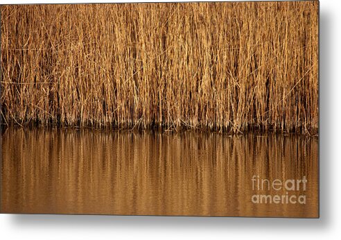 Grass Metal Print featuring the photograph In the weeds by Charles Lupica