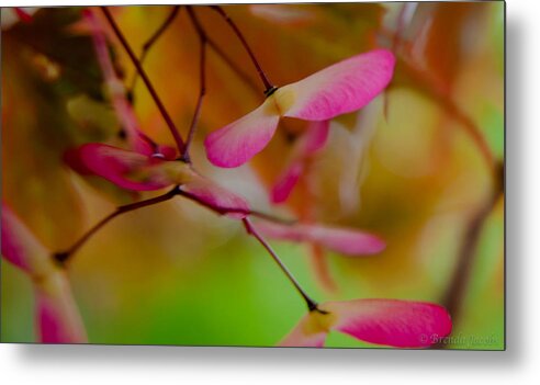 Japanese Maple Metal Print featuring the photograph Japanese Maple Seedling by Brenda Jacobs