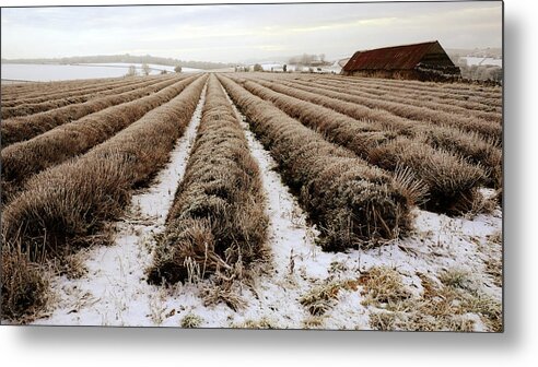 Tranquility Metal Print featuring the photograph Lavender Farm And Winter Landscape by Andrew Lockie