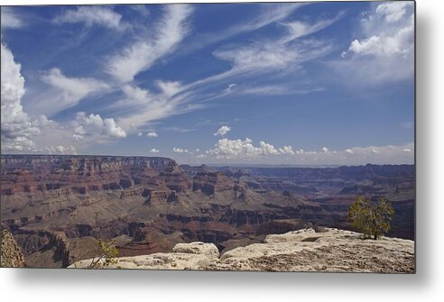 Pine Tree Metal Print featuring the photograph Little Tree...Grand Canyon by Brian Kamprath