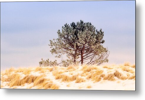 Pine Tree Metal Print featuring the photograph Lone Pine by Michael Hubley