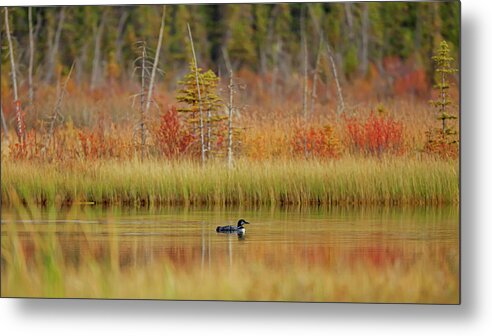 Alberta Parks Metal Print featuring the photograph Loon Gavia Immer Swimming On Talbot by Ron Harris