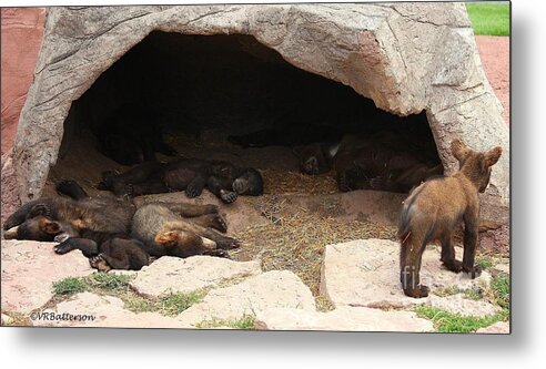 Bears Metal Print featuring the photograph Lots of Babes by Veronica Batterson