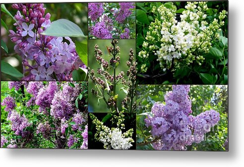 Lilac Metal Print featuring the photograph Luscious Lilacs by Eunice Miller