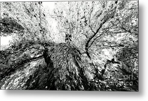 Cml Brown Metal Print featuring the photograph Maple Tree Inkblot by CML Brown