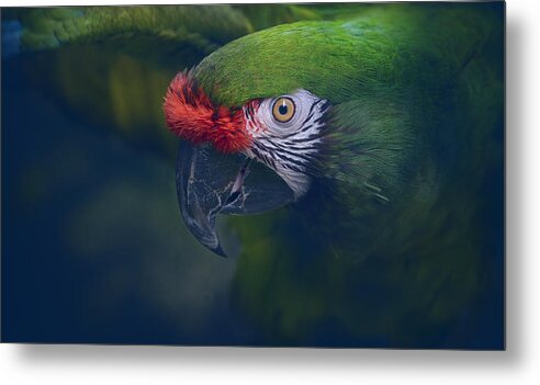 Parrots Metal Print featuring the photograph Marlie 2 by Pat Abbott
