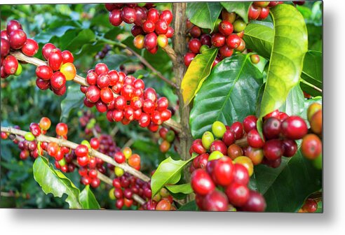 Social Issues Metal Print featuring the photograph Maturing Arabica Coffee Beans On by Kryssia Campos