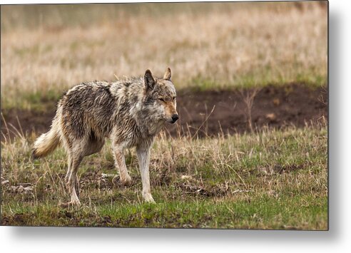 Wolf Metal Print featuring the photograph Middle Gray by Kevin Dietrich