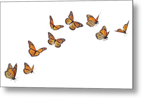 White Background Metal Print featuring the photograph Monarch Butterflies In Various Flying by Liliboas