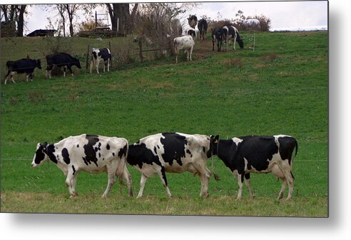 Skompski Metal Print featuring the photograph Moo Train by Joseph Skompski