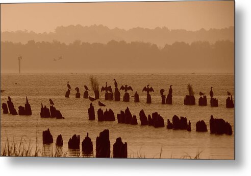 Bird Metal Print featuring the photograph Morning Stretch by Deborah Smith