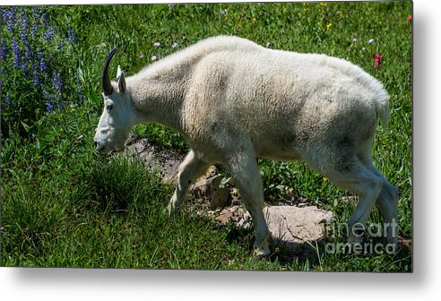 Mountain Goat Metal Print featuring the photograph Mountain Goat and Wildflowers by Gary Whitton