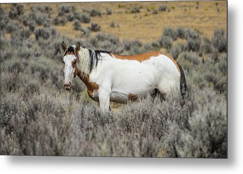 Feral Horses Metal Print featuring the photograph Munch Time by Kathleen Scanlan