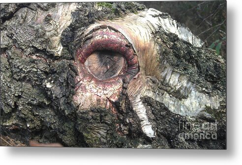 Wood Metal Print featuring the photograph Natures Eye by Tom Salt
