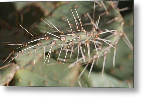 Catcus Metal Print featuring the photograph Needle by Crystal Harman