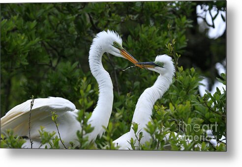 Great Egrets Metal Print featuring the photograph Nest Building by John F Tsumas