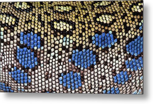 Reptile Metal Print featuring the photograph Ocellated Lizard Skin Pattern by Nigel Downer