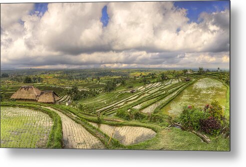 Tranquility Metal Print featuring the photograph Paddy Fields by Filippo Maria Bianchi