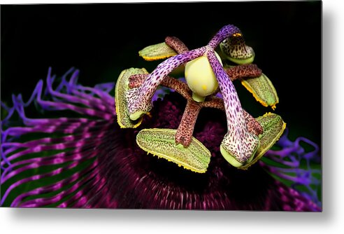Passion Flower Metal Print featuring the photograph Passiflora by Carol Eade