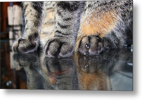 Cat Metal Print featuring the photograph Paws by Dart Humeston