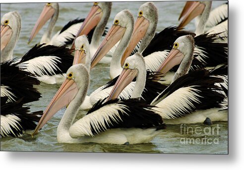 Pelican Metal Print featuring the photograph Pelicans In Australia 1 by Bob Christopher