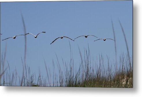 Pelican Metal Print featuring the photograph Pelicans in Flight 14 by Cathy Lindsey