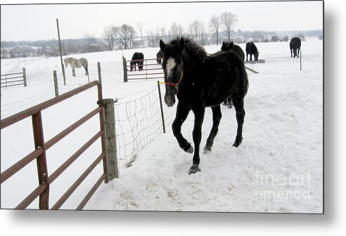 Colt Metal Print featuring the photograph Percheron Horse Colt in Snow by Conni Schaftenaar