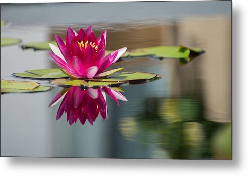 Waterlily Metal Print featuring the photograph Pink Water Lily by Stacy Abbott