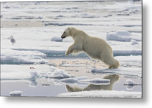Nis Metal Print featuring the photograph Polar Bear Jumping by Peer von Wahl