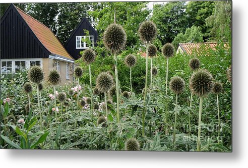 Poppies Metal Print featuring the photograph Poppies in august by Susanne Baumann