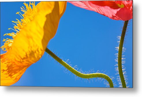 Floral Metal Print featuring the photograph Poppies in the Sky by Joan Herwig