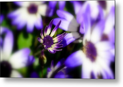 Purple Metal Print featuring the photograph Purple flowers by Barbara Walsh