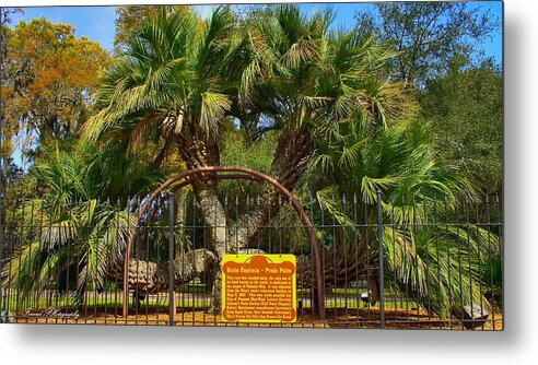 Palm Tree Metal Print featuring the photograph Rare Palm Tree by Debra Forand