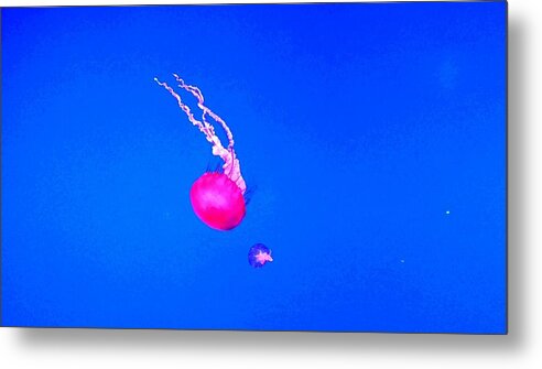 Red Jellyfish Metal Print featuring the photograph Red Jellyfish in the deep blue sea by Kelly Mills