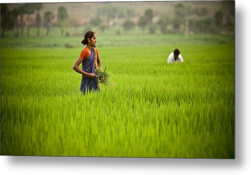 India Metal Print featuring the photograph Rice Harvest by John Magyar Photography