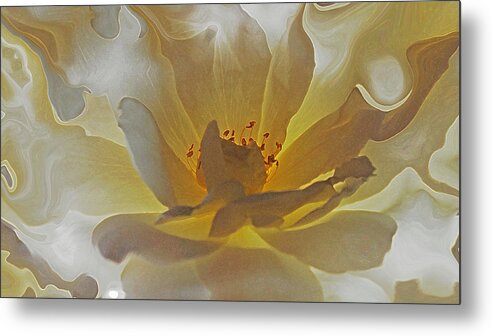 Rose Metal Print featuring the photograph Rose by Daniele Smith
