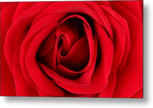 Roses Metal Print featuring the photograph Roses For Life by Mark Ashkenazi