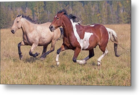 Horse Metal Print featuring the photograph Running Horses by Gary Samples