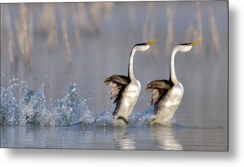 Wildlife Metal Print featuring the photograph Rushing For Love! by Andrew J. Lee