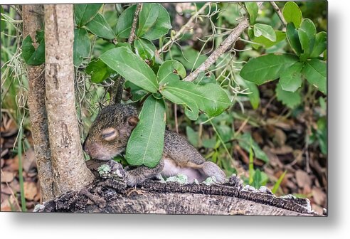 Adorable Metal Print featuring the photograph Sciurus carolinensis by Traveler's Pics