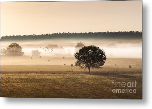 Animal Metal Print featuring the photograph Sepia Landscape from 500 feet by Jo Ann Tomaselli