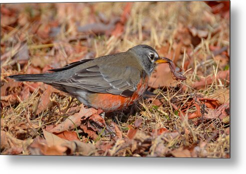 Bird Metal Print featuring the photograph Signs of Spring by Jeff at JSJ Photography