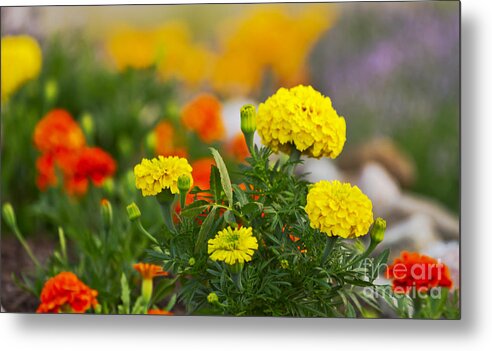  Metal Print featuring the photograph Simple But Beauitful by Timothy J Berndt