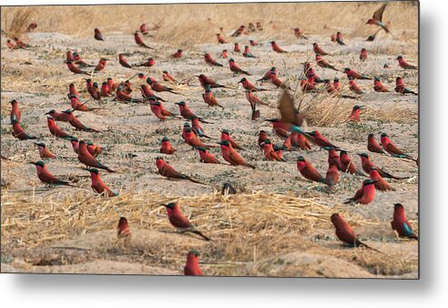 Grass Metal Print featuring the photograph Southern Carmine Bee-eater by Franz Aberham