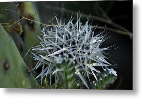 Flower Metal Print featuring the photograph Spiney Bloom by Patrick Moore