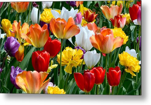 Tulips Metal Print featuring the photograph Splash of Spring by William Jobes