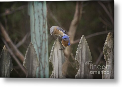 Eastern Metal Print featuring the photograph Spring is Coming II by Cris Hayes